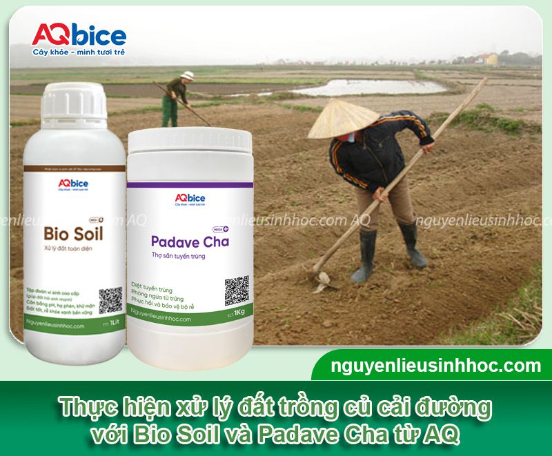 Cách trồng củ cải đường và chăm bón cho củ to, ít sâu bệnh