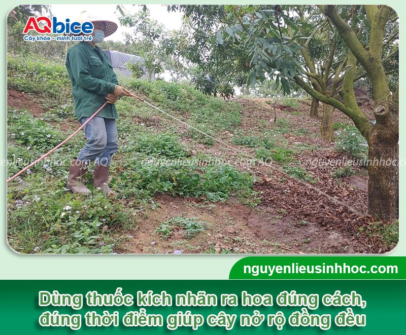 Thuốc kích nhãn ra hoa đồng loạt, tăng năng suất trái 3 Thuốc kích nhãn ra hoa đồng loạt, tăng năng suất trái