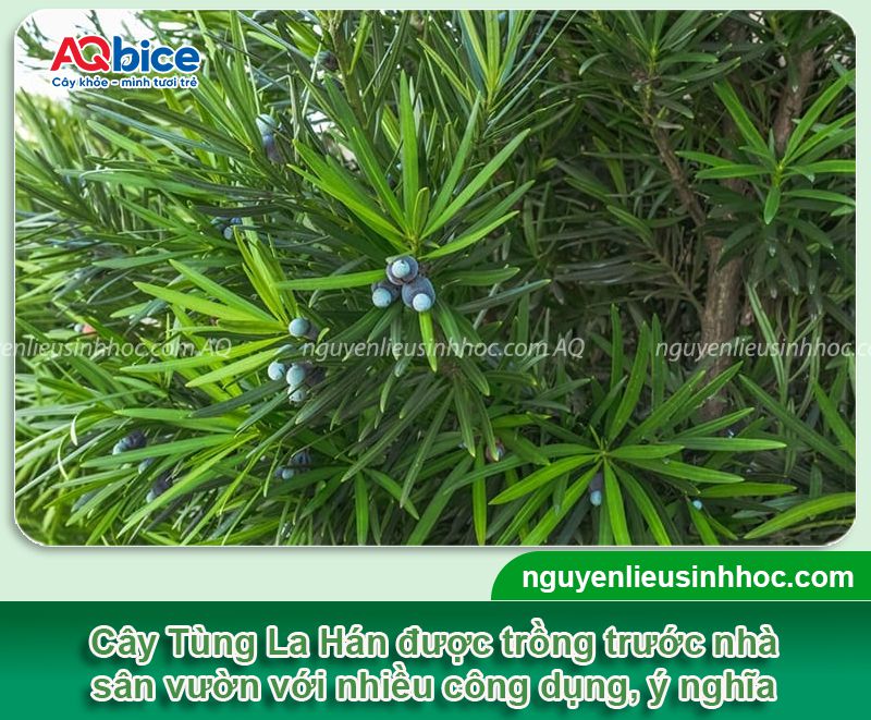 Cách trồng cây Tùng La Hán xanh tốt và ý nghĩa phong thủy