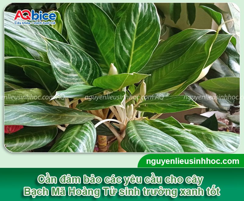 Cách chăm sóc cây Bạch Mã Hoàng Tử xanh tốt quanh năm