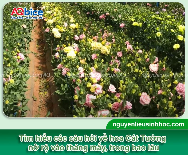 Hoa Cát Tường trồng bao lâu ra hoa? Chăm hoa nở rộ đón Tết