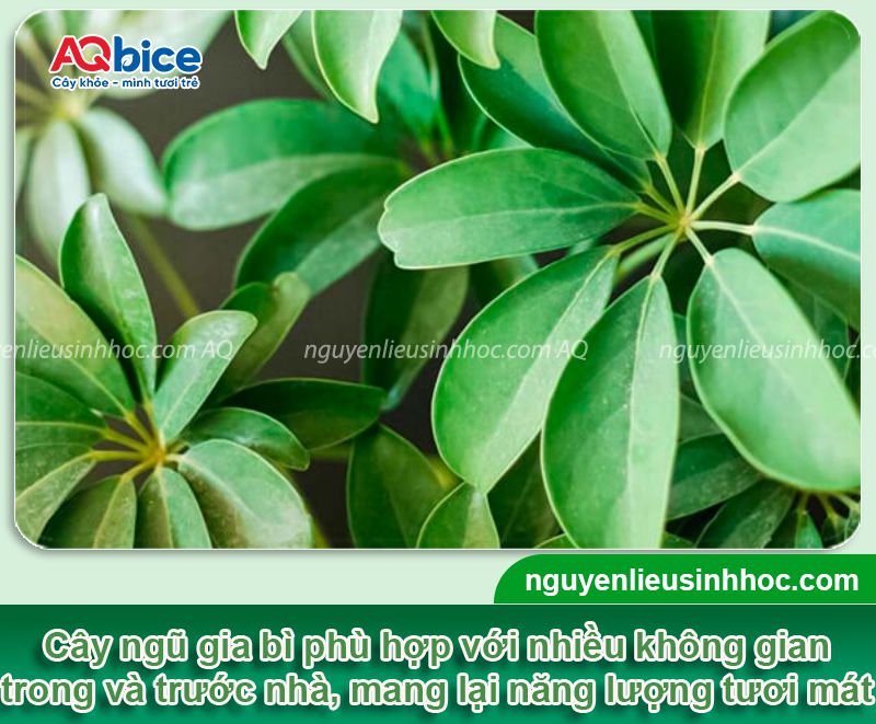 Trồng cây Ngũ Gia Bì trước nhà có tốt không? Vị trí phù hợp 3 Trồng cây Ngũ Gia Bì trước nhà có tốt không? Vị trí phù hợp