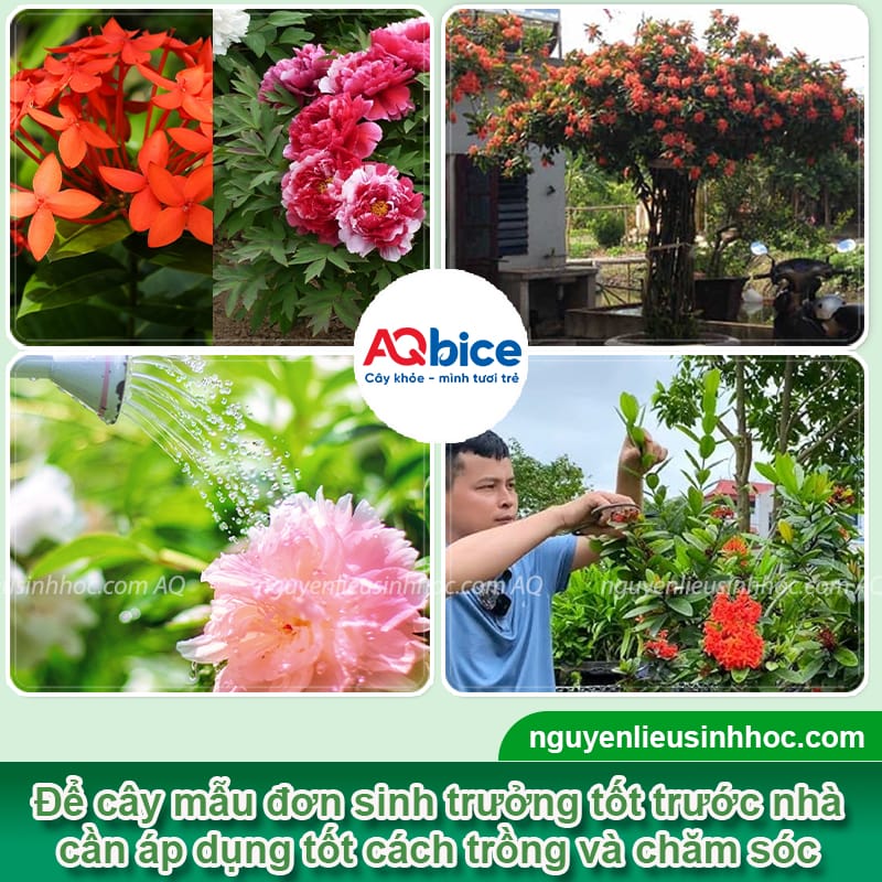 Trồng hoa mẫu đơn trước nhà có tốt không? Có hợp phong thủy