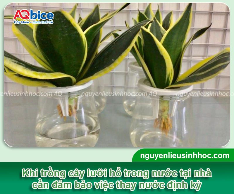Cách trồng cây lưỡi hổ bằng nước đơn giản ngay tại nhà 4 Cách trồng cây lưỡi hổ bằng nước đơn giản ngay tại nhà