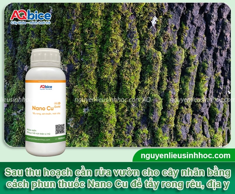 Chăm sóc nhãn sau thu hoạch giúp cây mau phục hồi 10 Chăm sóc nhãn sau thu hoạch giúp cây mau phục hồi