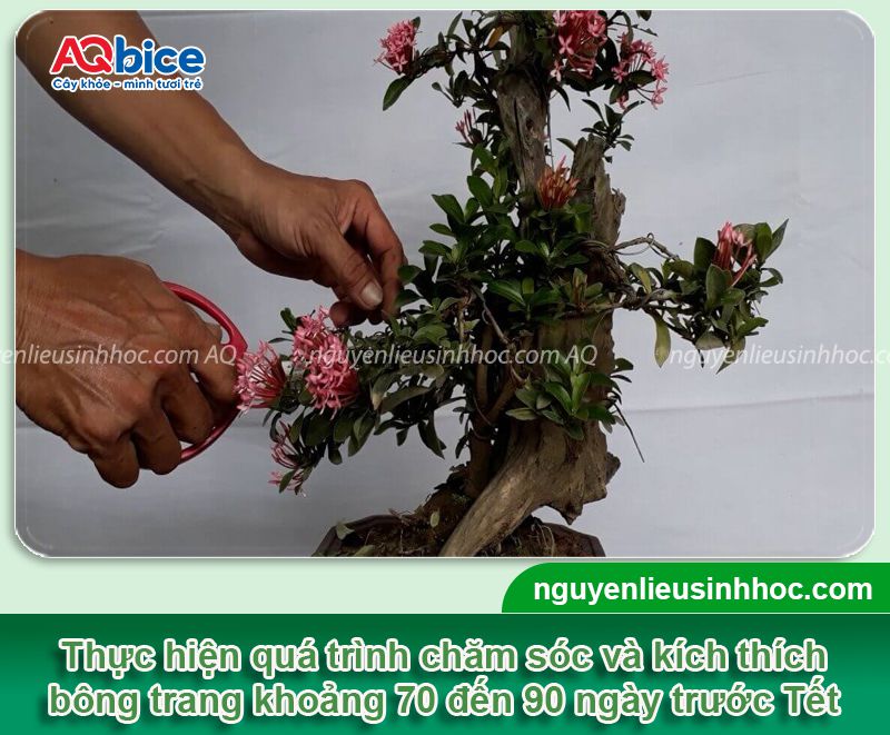 Cách kích bông trang ra hoa rực rỡ để đón Tết 2026 2 Kích bông trang ra hoa rực rỡ đón Tết 2026 đơn giản tại nhà
