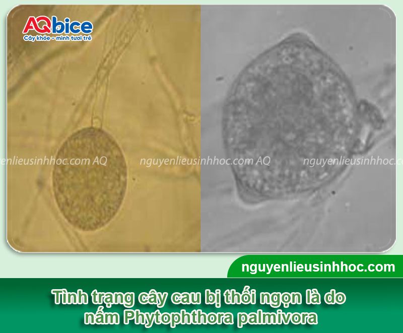Cây cau bị thối ngọn: Nguyên nhân, biểu hiện, cách khắc phục