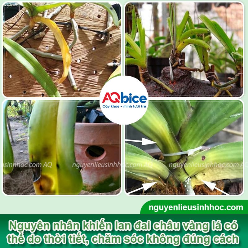 Nguyên nhân lan đai châu bị vàng lá và cách phòng trừ