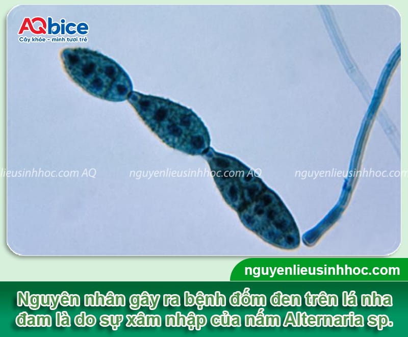 Nhận biết nha đam bị đốm đen và cách phòng trừ an toàn