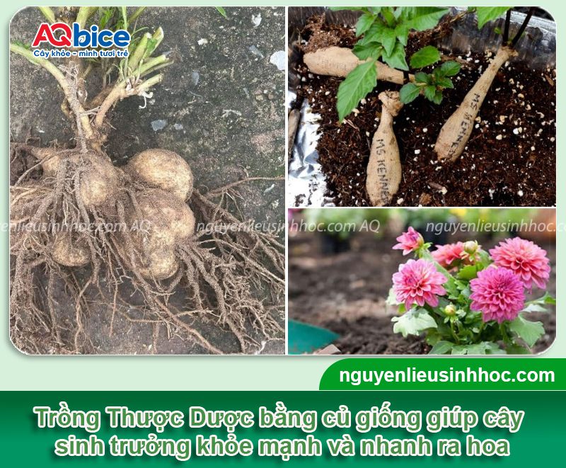 Trồng hoa Thược Dược nở đúng Tết 2026 và dưỡng hoa tươi lâu