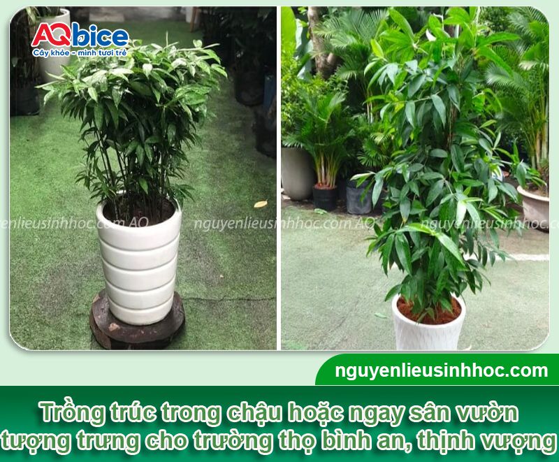 Trồng trúc trước nhà có tốt không? Ý nghĩa phong thủy