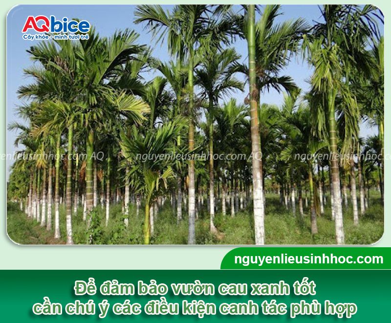 Cây cau bị thối ngọn: Nguyên nhân, biểu hiện, cách khắc phục