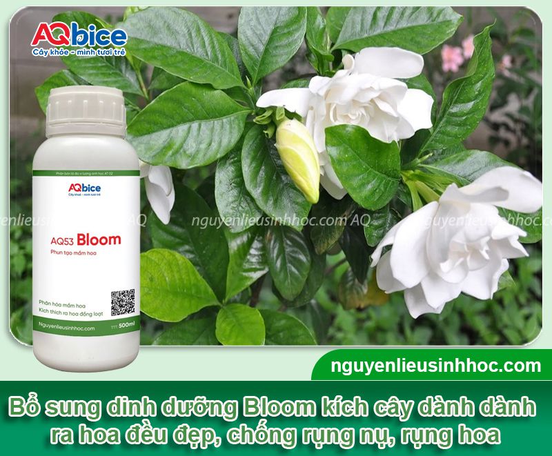 Tại sao nụ hoa dành dành bị rụng? Khắc phục hiệu quả