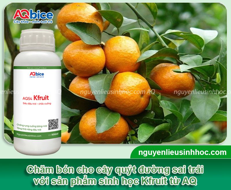 Cây quýt đường trồng bao lâu có trái? Cách kích trái ra nhiều