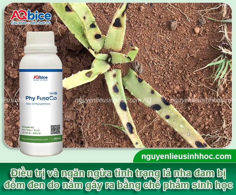 Nhận biết nha đam bị đốm đen và cách phòng trừ an toàn