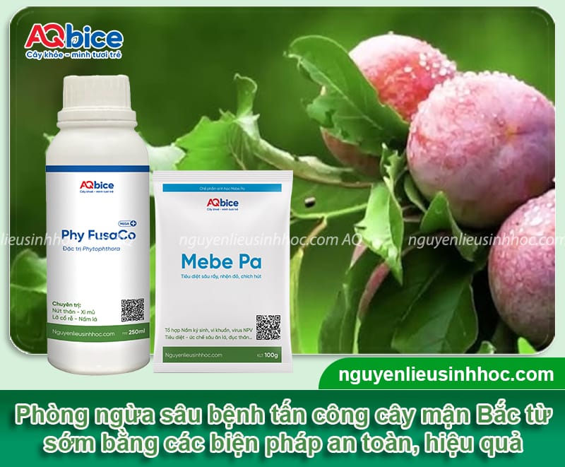 Hướng dẫn cách trồng cây mận Bắc lớn nhanh, cho sai trái