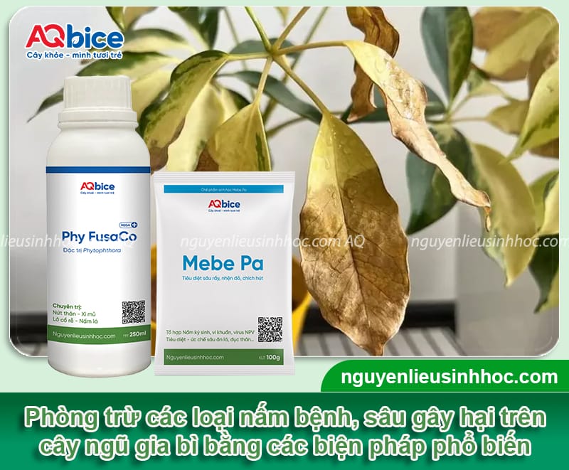 Hướng dẫn cách trồng cây ngũ gia bì lá xanh tốt, khỏe mạnh 7 Hướng dẫn cách trồng cây ngũ gia bì lá xanh tốt, khỏe mạnh