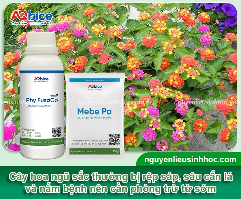 Hướng dẫn cách trồng cây hoa ngũ sắc bằng hạt và giâm cành 6 Hướng dẫn cách trồng cây hoa ngũ sắc bằng hạt và giâm cành