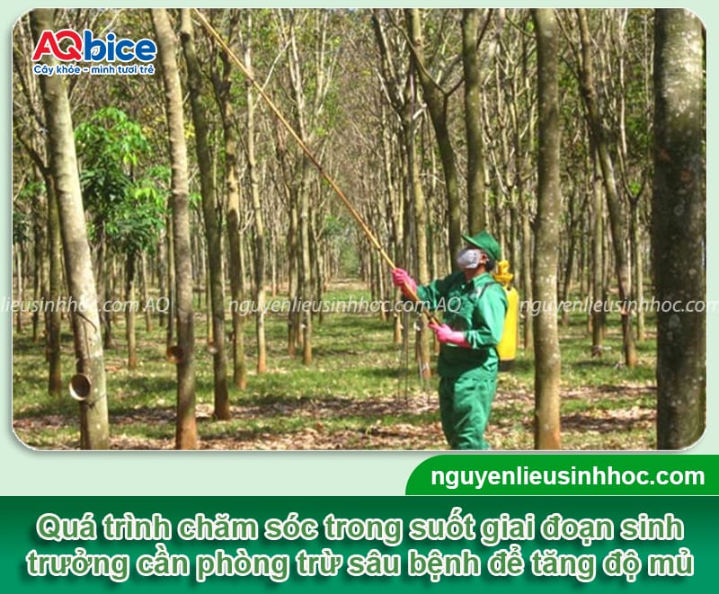Hướng dẫn cách làm tăng độ mủ cao su, cây không bị mất sức