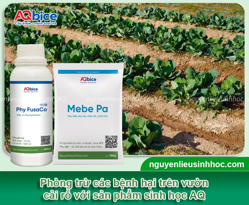 Cách trồng cải rổ tại nhà, ít bị sâu bệnh, nhanh thu hoạch 4 Cách trồng cải rổ và chăm sóc cây xanh tốt, ít sâu bệnh