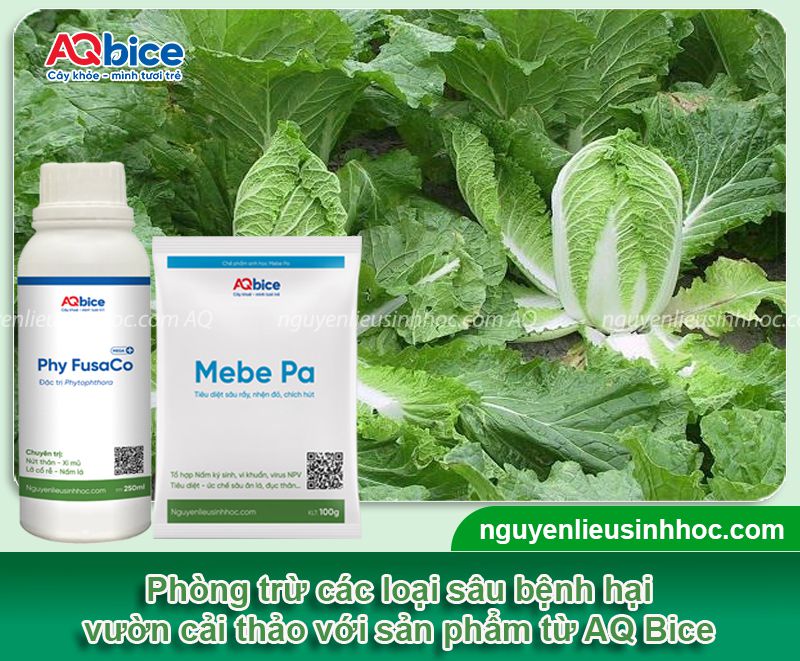 Cải thảo trồng bao lâu thì thu hoạch năng suất cao, ít sâu bệnh