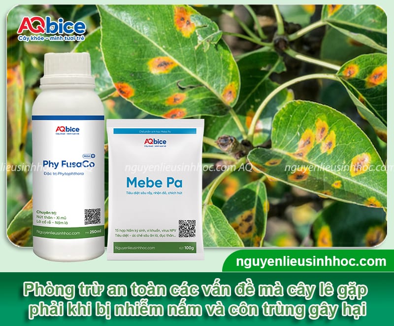 Hướng dẫn cách trồng cây lê từ hạt nhanh ra quả, ít sâu bệnh 6 Cách trồng cây lê từ hạt cho cây khỏe mạnh, nhanh ra quả