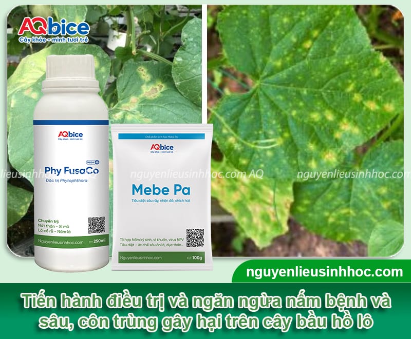 Trồng bầu hồ lô vừa lấy quả ăn, vừa để trang trí phong thủy