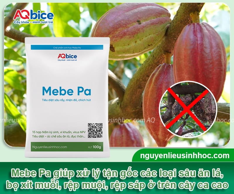 Cây ca cao trồng bao lâu có trái? Nên trồng khi nào? 4 Cây ca cao trồng bao lâu có trái? Nên trồng khi nào?