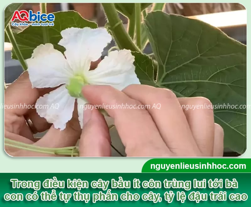 Trồng bầu hồ lô vừa lấy quả ăn, vừa để trang trí phong thủy