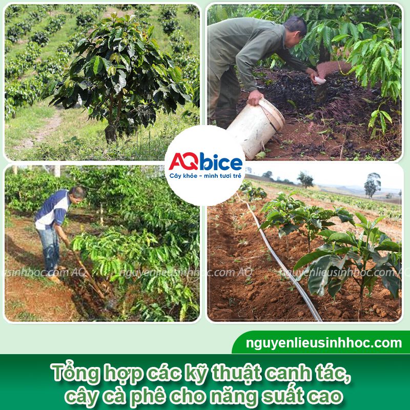 Áp dụng kỹ thuật trồng cà phê trên đất dốc cho năng suất cao 5 Áp dụng kỹ thuật trồng cà phê trên đất dốc cho năng suất cao