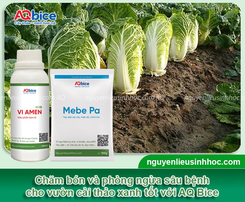 Thời vụ trồng cải thảo ở miền Bắc? Chăm sóc năng suất cao