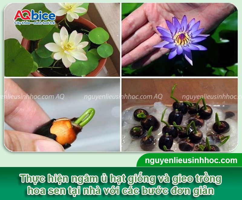 Trồng sen bằng hạt và chăm sóc hoa nở đẹp tại nhà