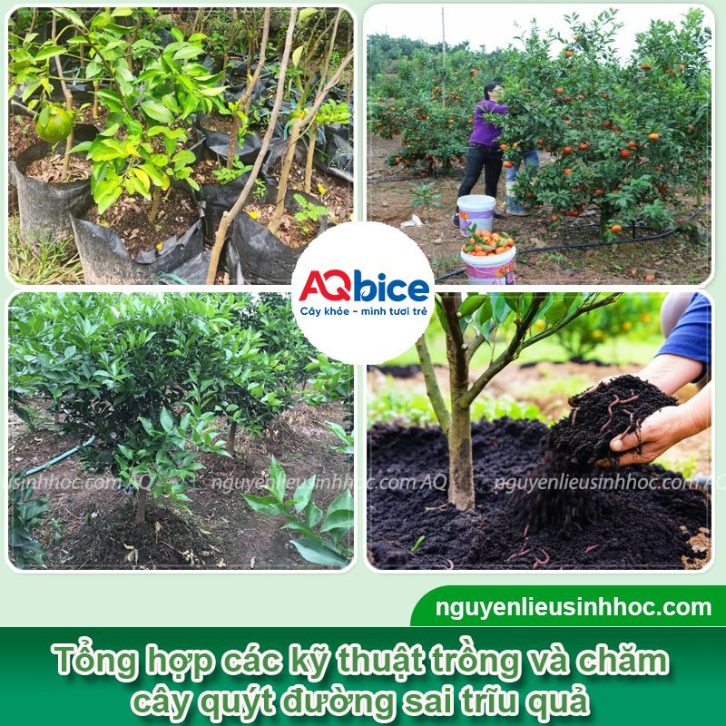 Cây quýt đường trồng bao lâu có trái? Cách kích trái ra nhiều 3 Cây quýt đường trồng bao lâu có trái? Cách kích trái ra nhiều