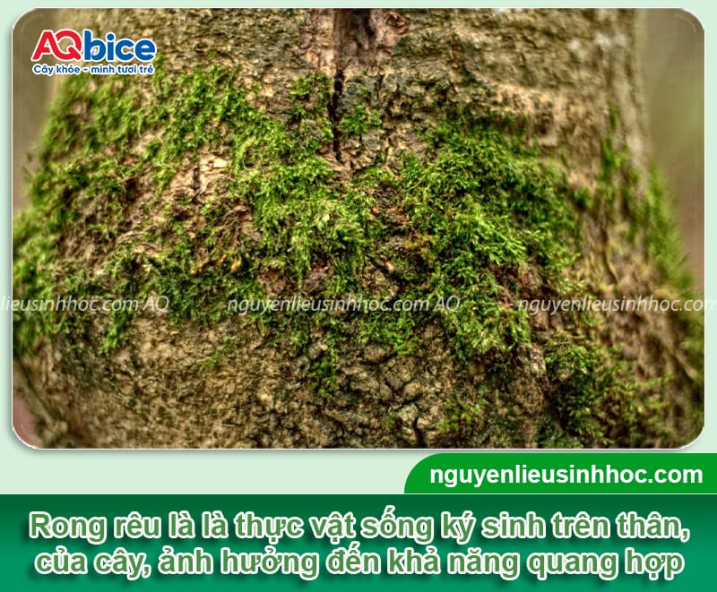 Thuốc tẩy rong rêu trên thân cây và biện pháp phòng hiệu quả