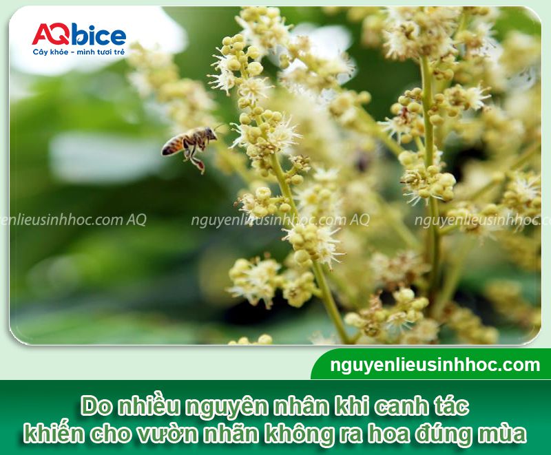 Thuốc kích nhãn ra hoa đồng loạt, tăng năng suất trái 2 Thuốc kích nhãn ra hoa đồng loạt, tăng năng suất trái