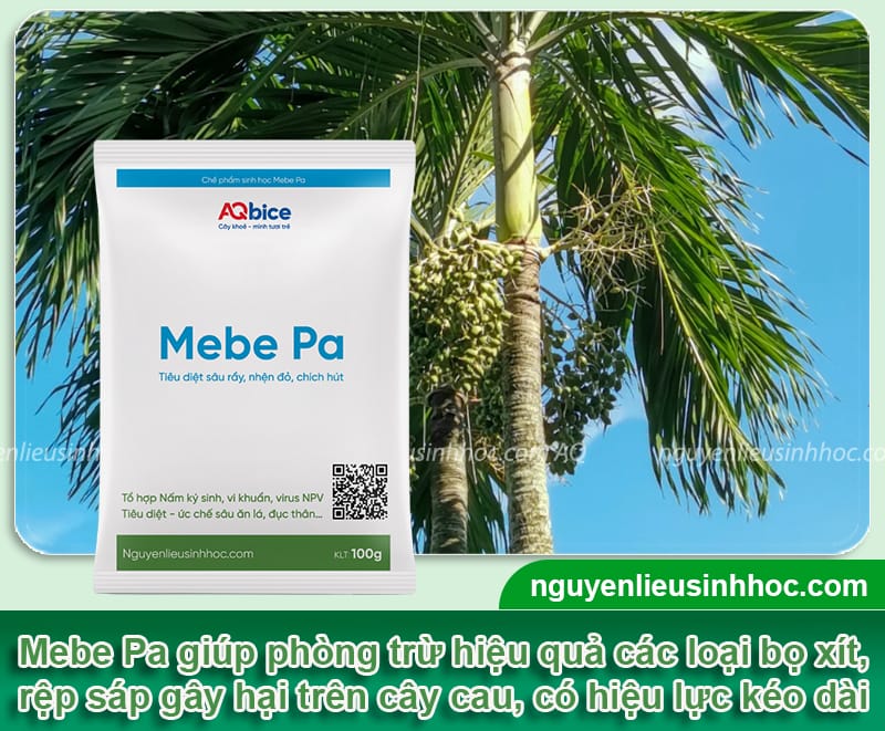Trồng cau bao lâu có trái, thời điểm phù hợp để trồng