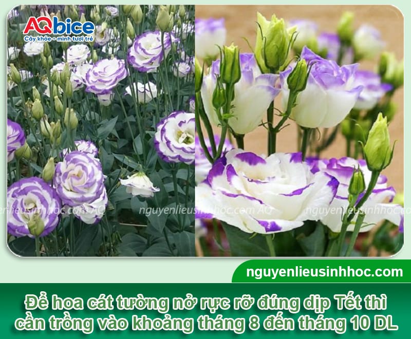 Cách trồng hoa cát tường và chăm sóc hoa rộ đúng Tết 2026