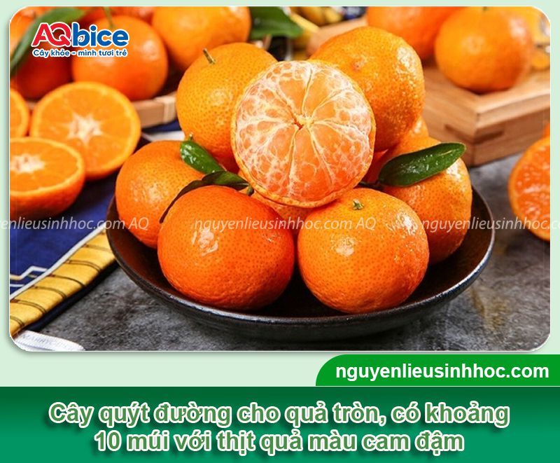 Cây quýt đường trồng bao lâu có trái? Cách kích trái ra nhiều 2 Cây quýt đường trồng bao lâu có trái? Cách kích trái ra nhiều