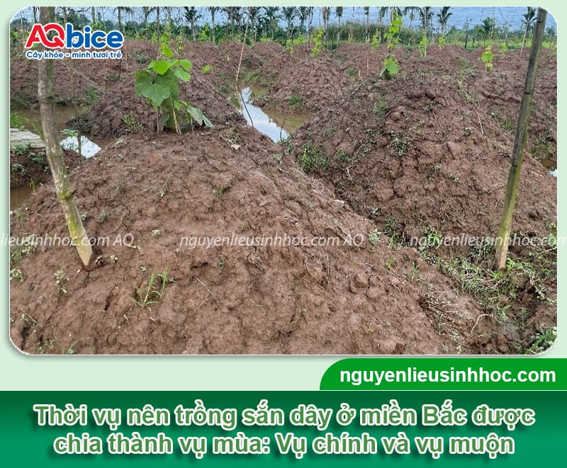 Thời vụ trồng sắn dây ở miền Bắc nên được trồng vào khi nào?