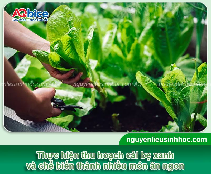 Cải bẹ xanh trồng bao lâu thì thu hoạch? Chăm bón rau sạch