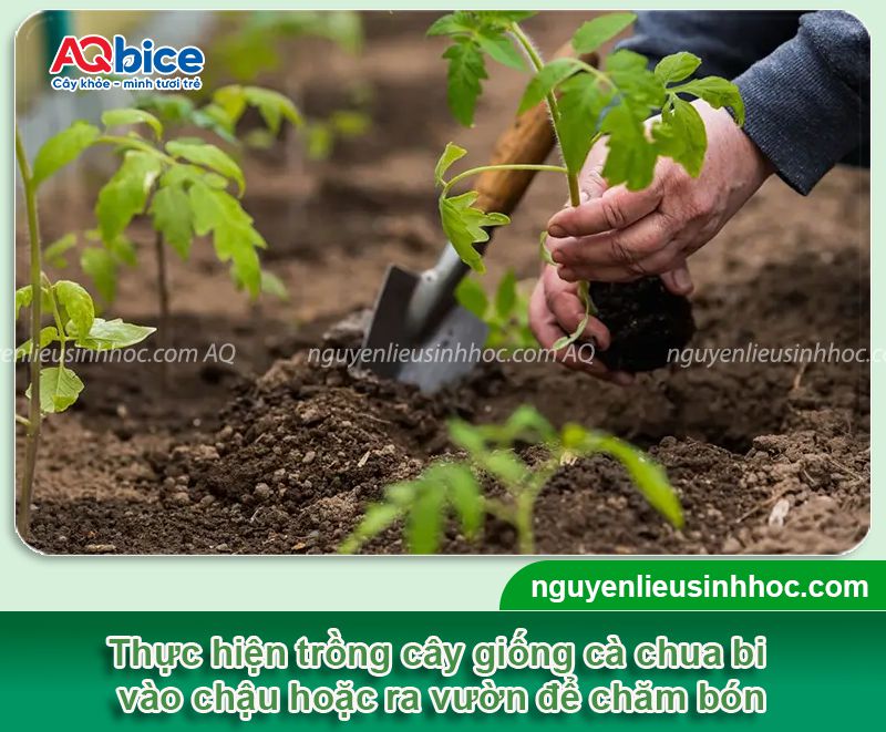Cách trồng cà chua bi và chăm bón sai trái, ít sâu bệnh
