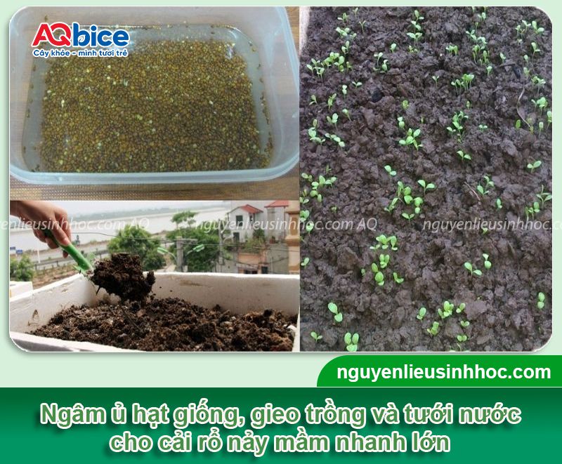 Cách trồng cải rổ tại nhà, ít bị sâu bệnh, nhanh thu hoạch 3 Cách trồng cải rổ và chăm sóc cây xanh tốt, ít sâu bệnh