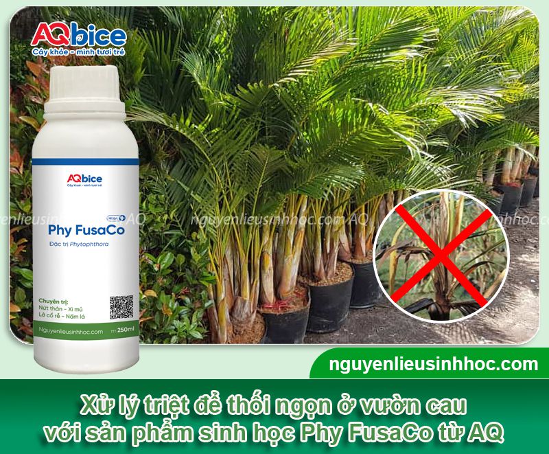 Cây cau bị thối ngọn: Nguyên nhân, biểu hiện, cách khắc phục
