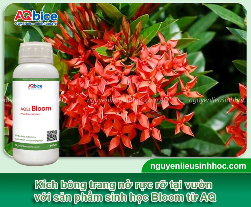Kích bông trang ra hoa rực rỡ đón Tết 2026 đơn giản tại nhà