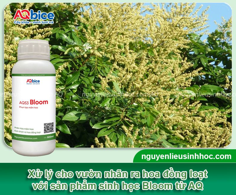Thuốc kích nhãn ra hoa đồng loạt, tăng năng suất trái 4 Thuốc kích nhãn ra hoa đồng loạt, tăng năng suất trái
