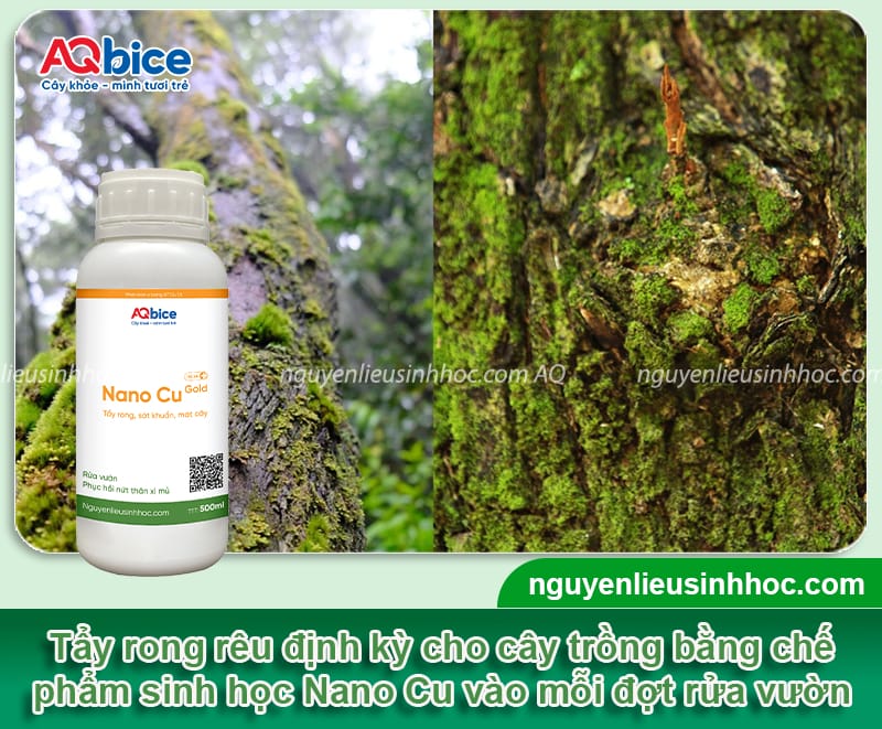 Thuốc tẩy rong rêu trên thân cây và biện pháp phòng hiệu quả