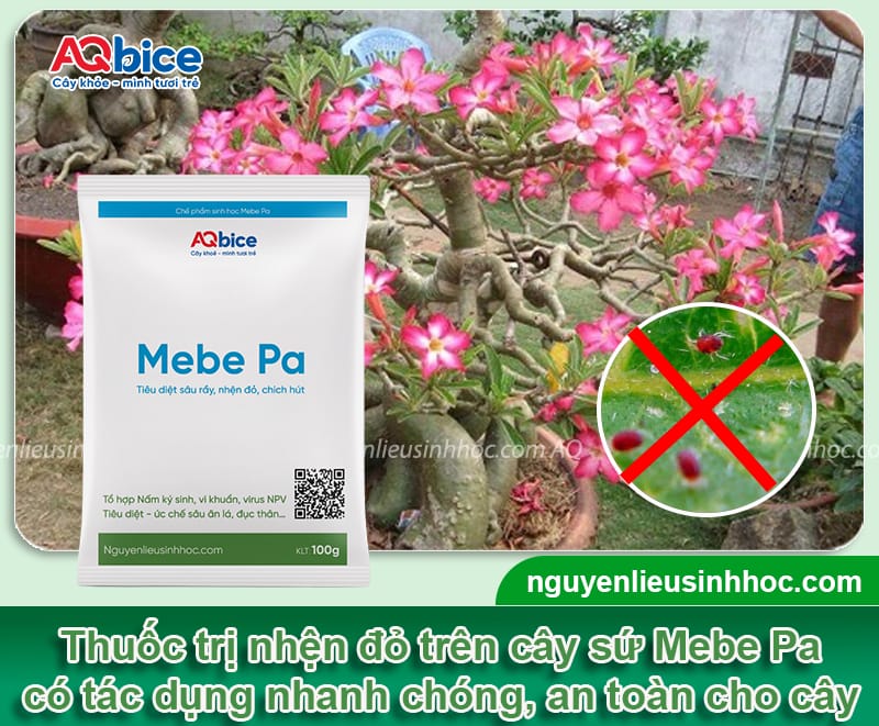 Thuốc trị nhện đỏ trên cây sứ an toàn, hiệu quả dứt điểm
