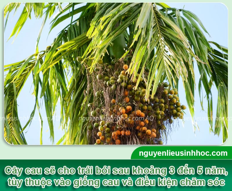 Trồng cau bao lâu có trái, thời điểm phù hợp để trồng