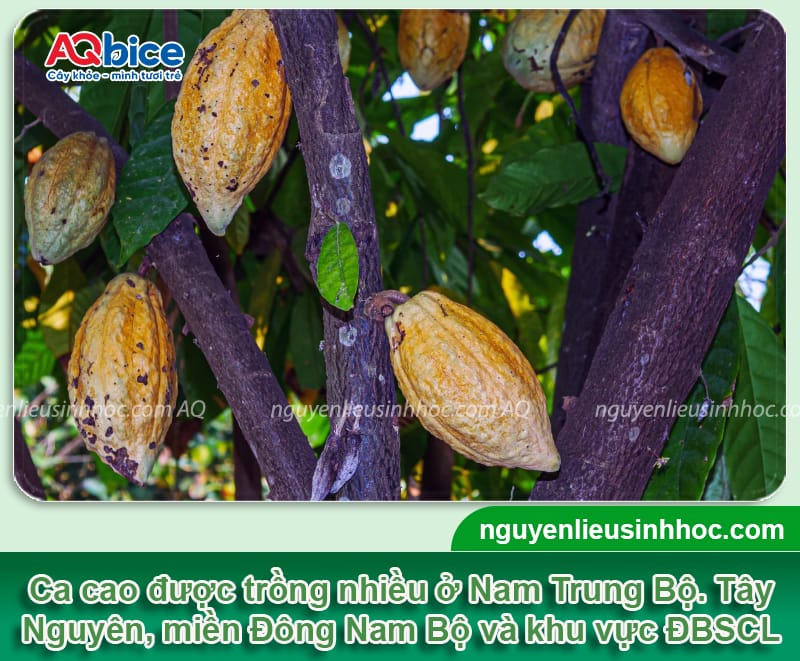Cây ca cao trồng bao lâu có trái? Nên trồng khi nào? 1 Cây ca cao trồng bao lâu có trái? Nên trồng khi nào?