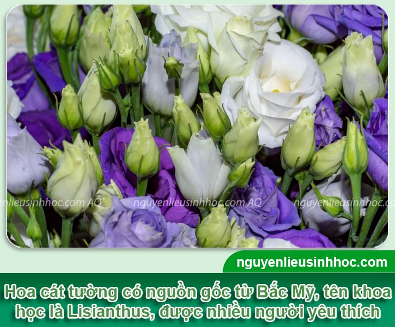 Cách trồng hoa cát tường và chăm sóc hoa rộ đúng Tết 2026 1 Cách trồng hoa cát tường và chăm sóc hoa rộ đúng Tết 2026